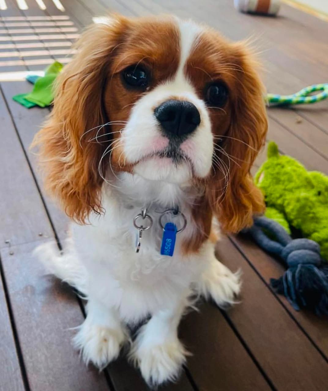 Blenheim Cavalier King Charles Spaniel