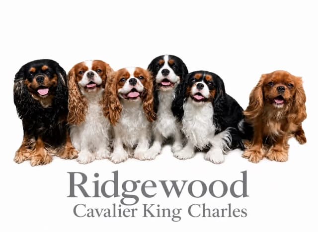 Ridgewood Cavalier King Charles