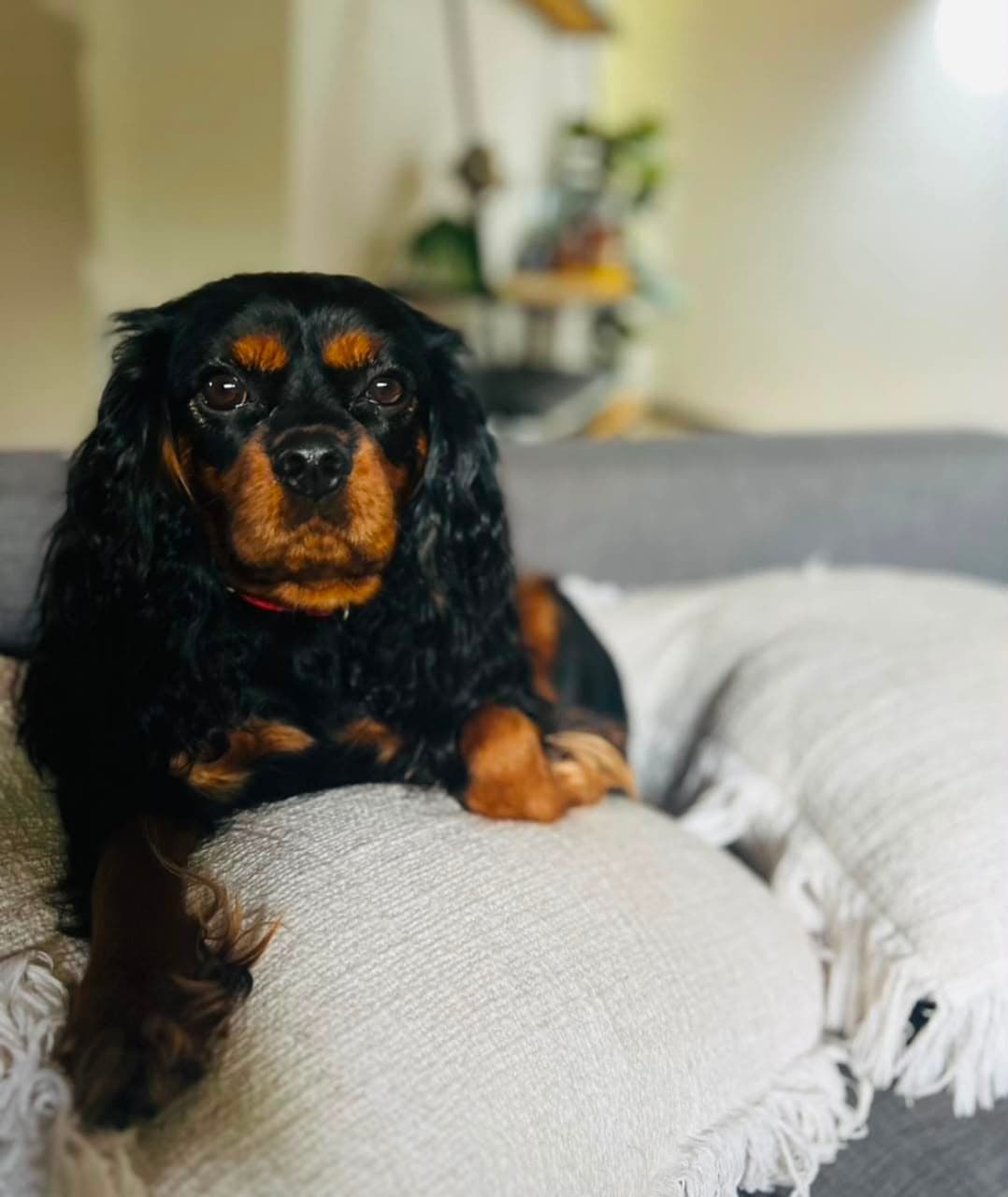 Duchess, a Black & Tan Cavalier King Charles Spaniel