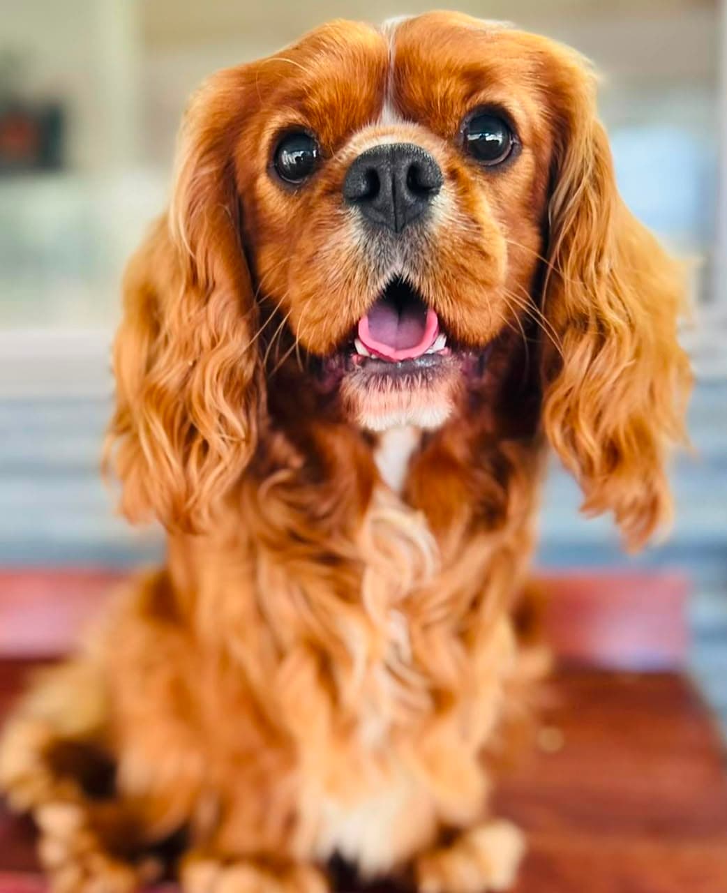 Rufus, a Ruby Cavalier King Charles Spaniel