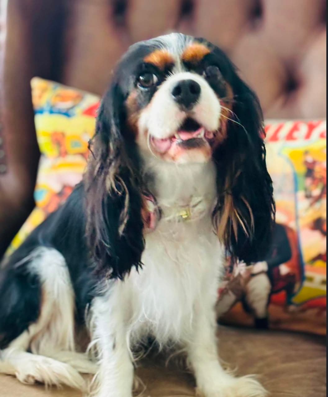 A Cavalier King Charles Spaniel at Ridgewood