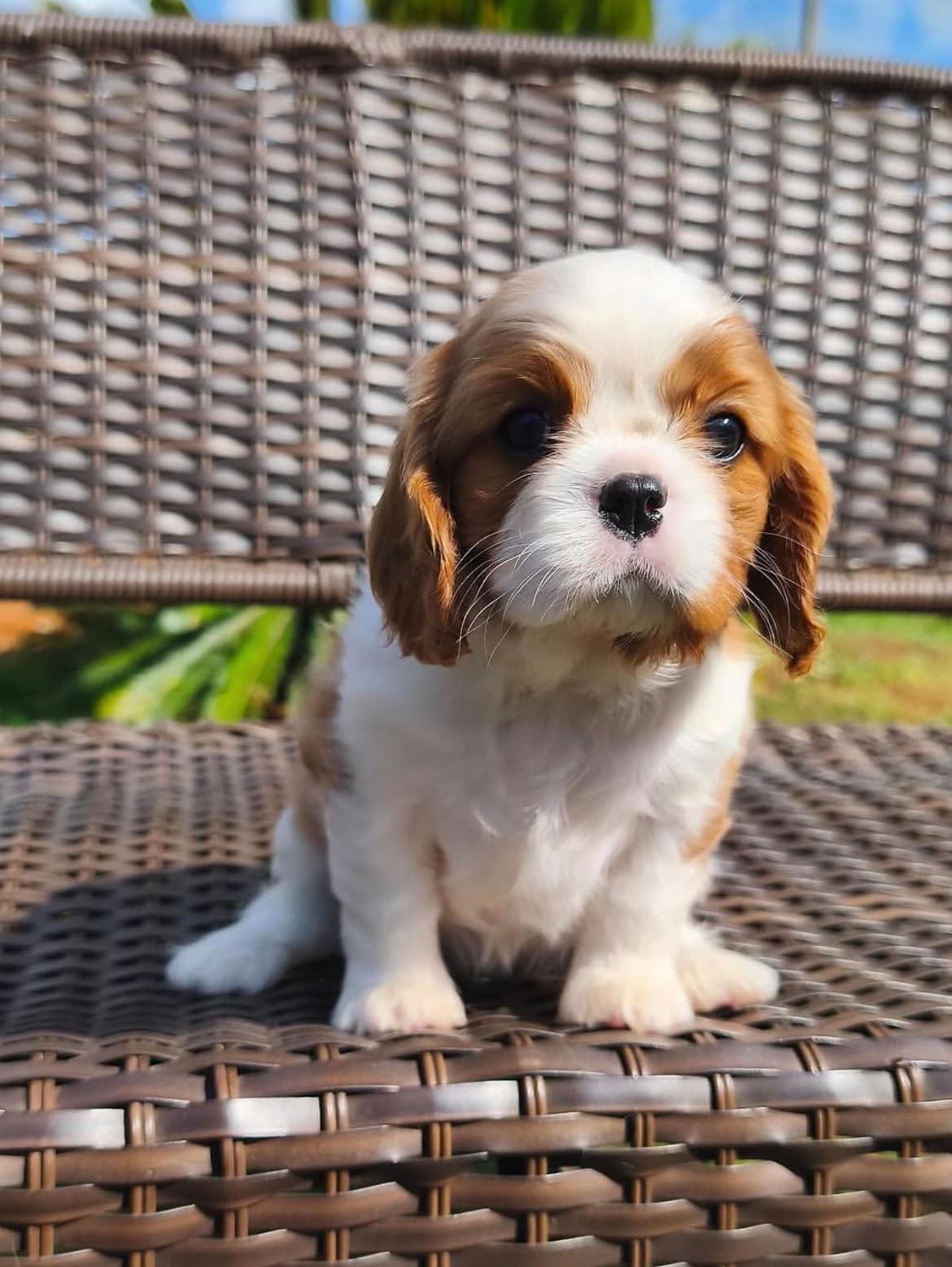Milo, a Blenheim Cavalier King Charles Spaniel