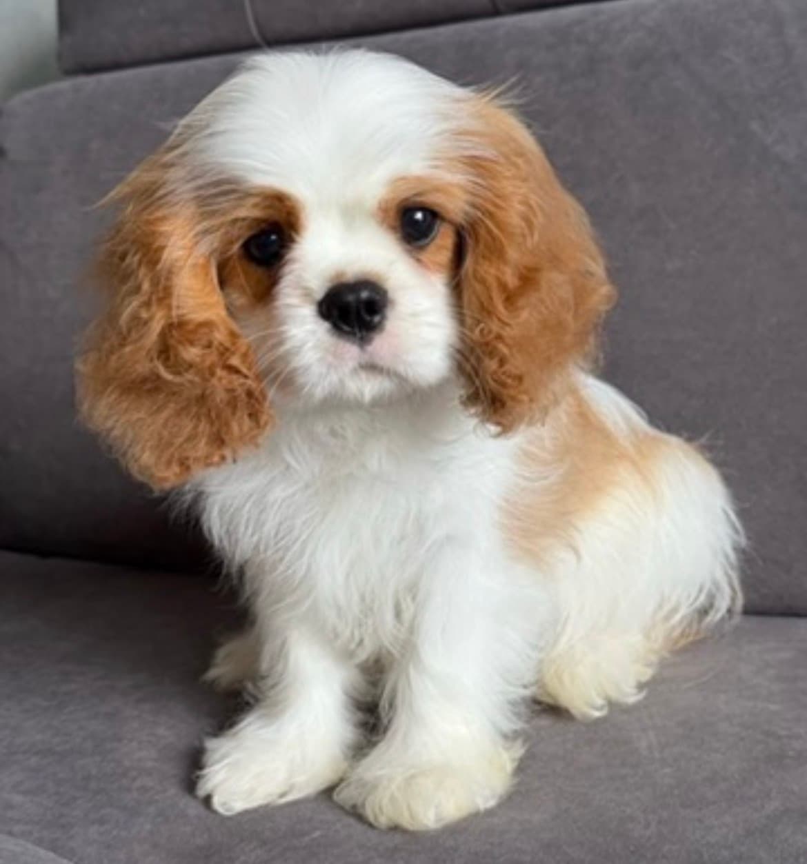Stella , a Blenheim Cavalier King Charles Spaniel