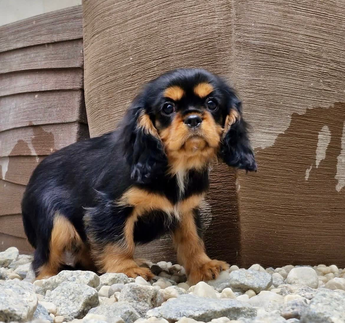 Prince , a Black & Tan Cavalier King Charles Spaniel