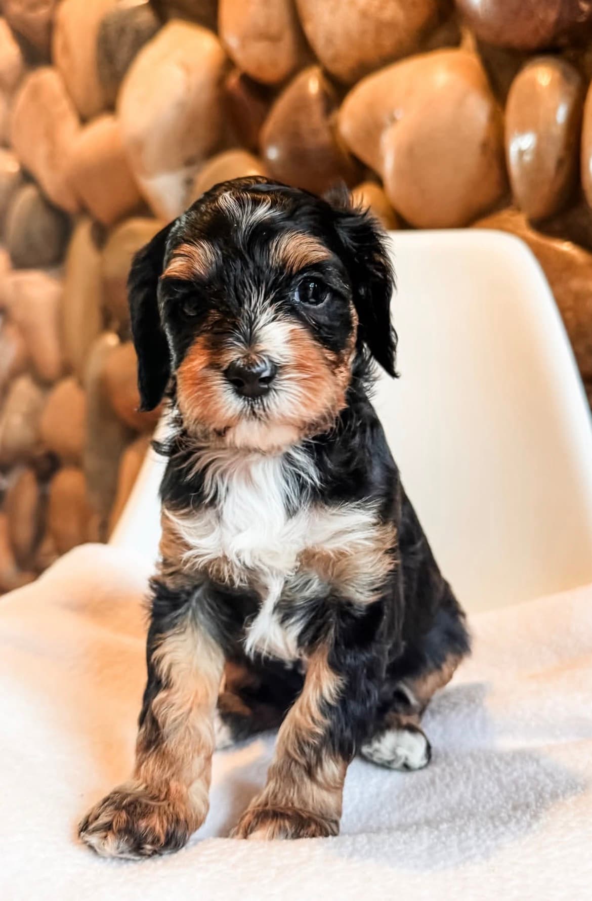 Smoky , a Black & Tan Cavapoo