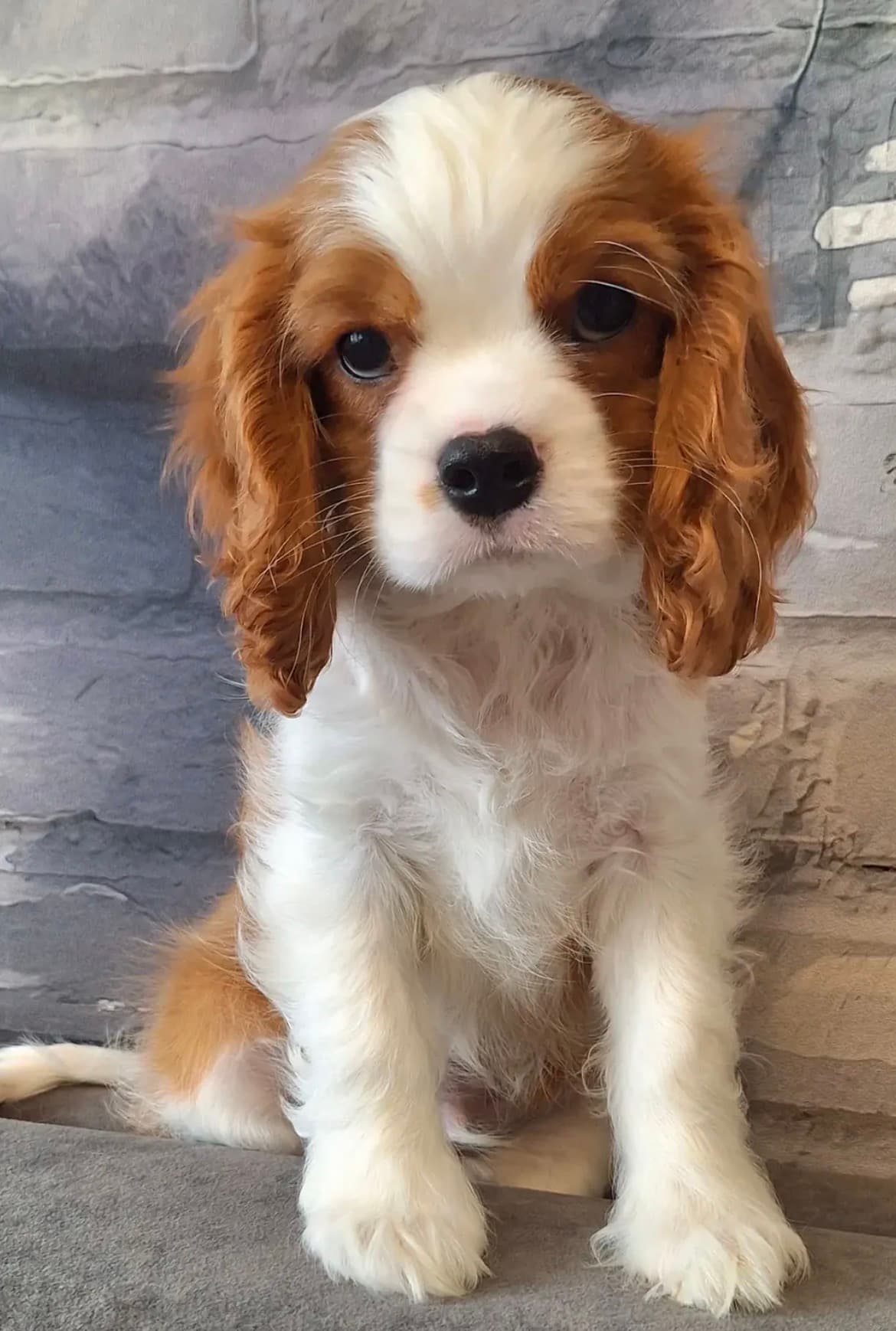 Remy, a Blenheim Cavalier King Charles Spaniel