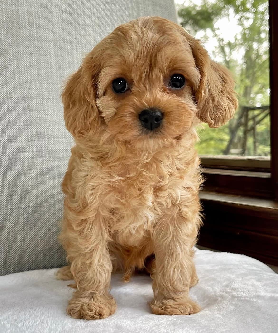 Hammy, a Apricot Cavapoo