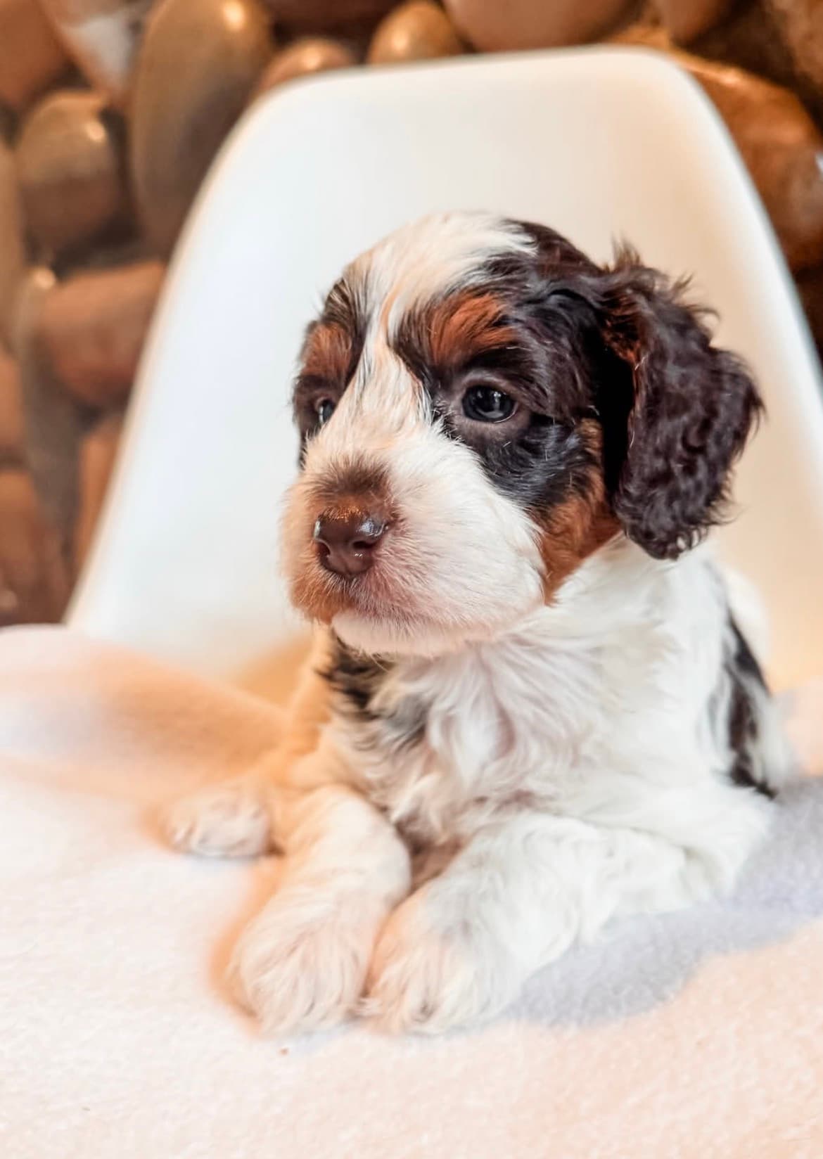 Sally , a Tricolour Cavapoo