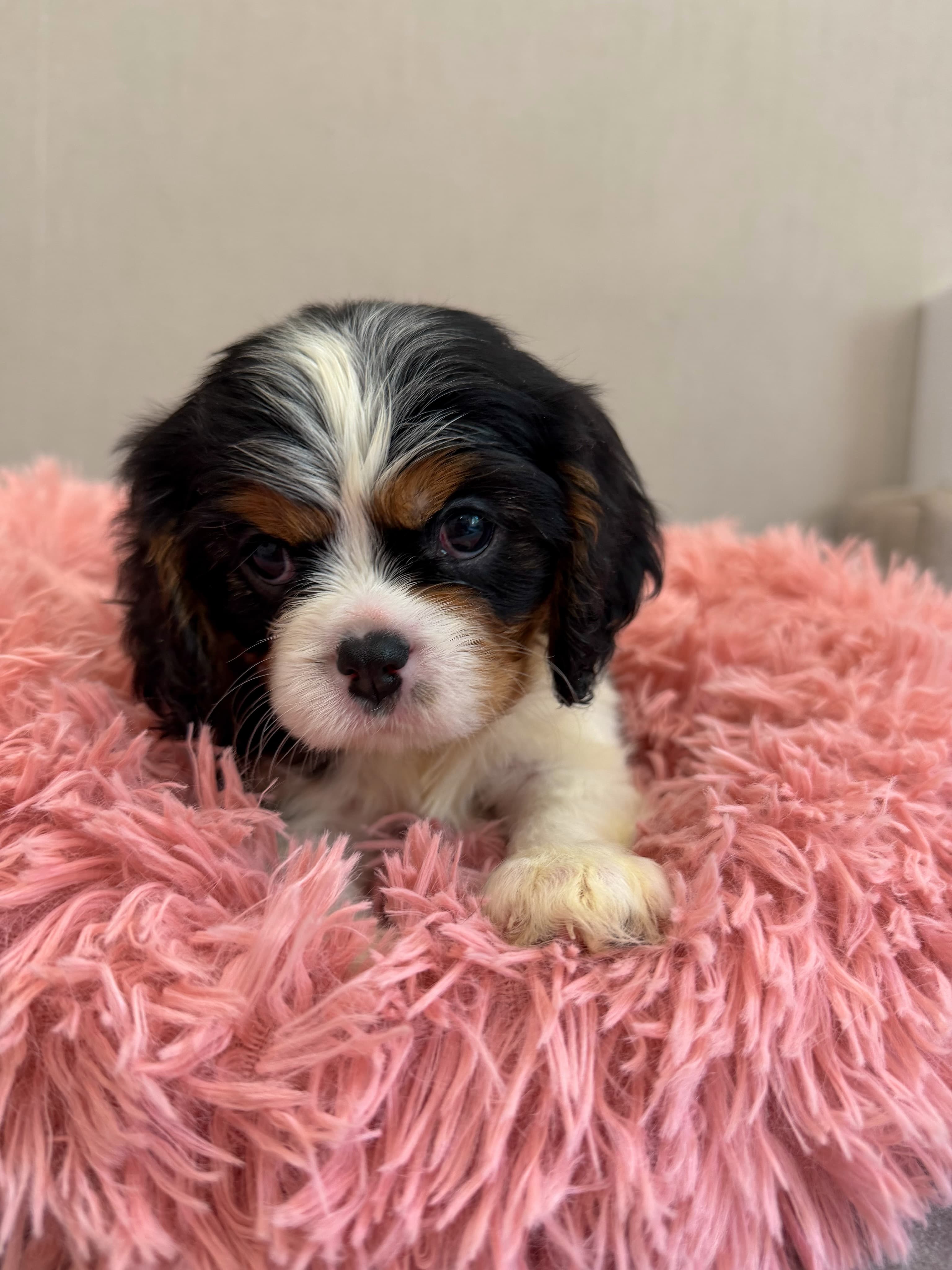 Stacy , a Tricolour Cavalier King Charles Spaniel