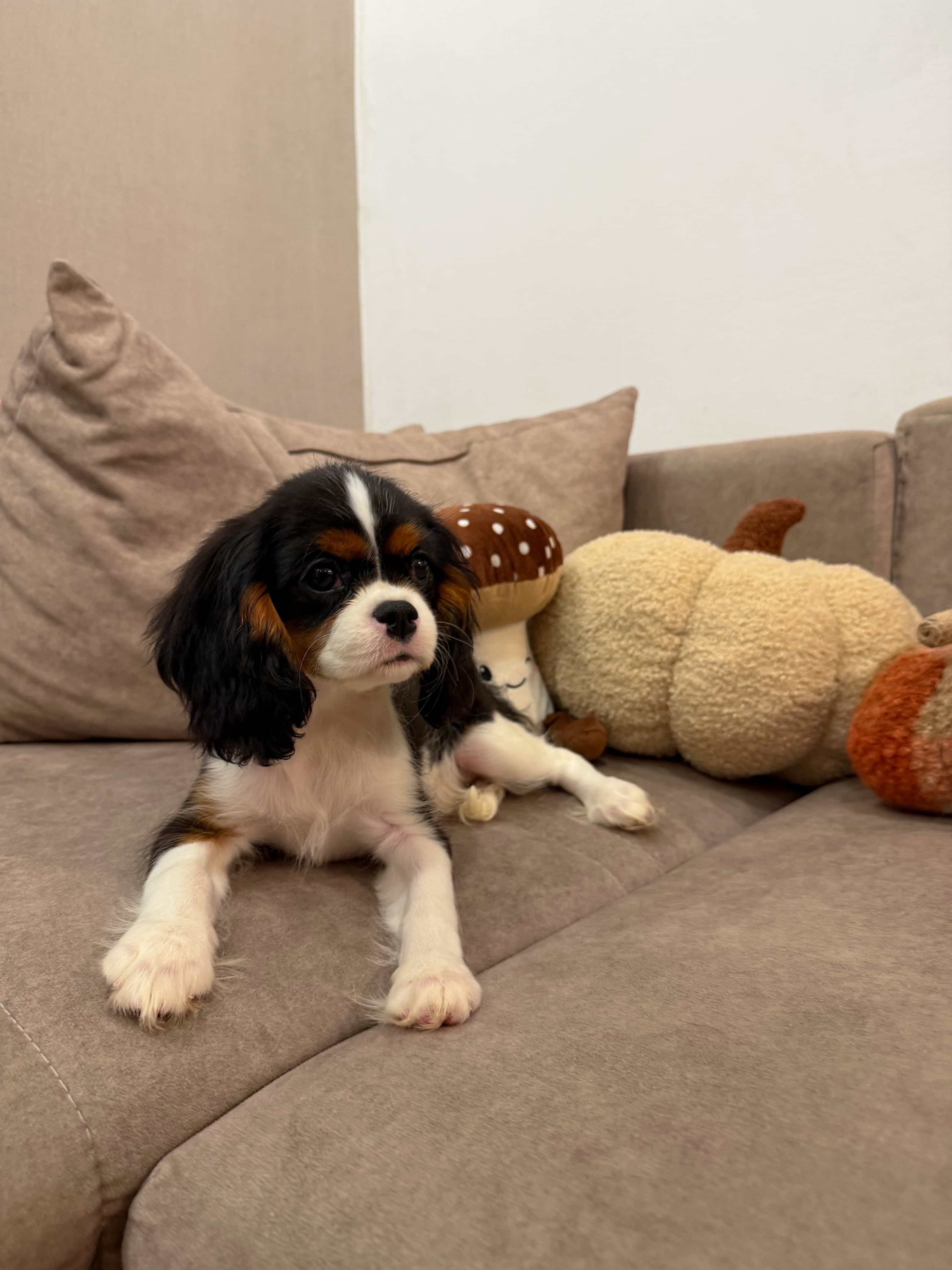 Winston , a Tricolour Cavalier King Charles Spaniel