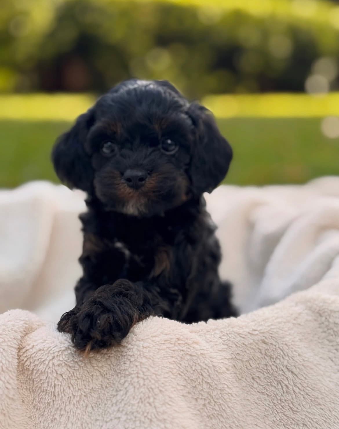 Lacy , a Black & Tan Cavapoo