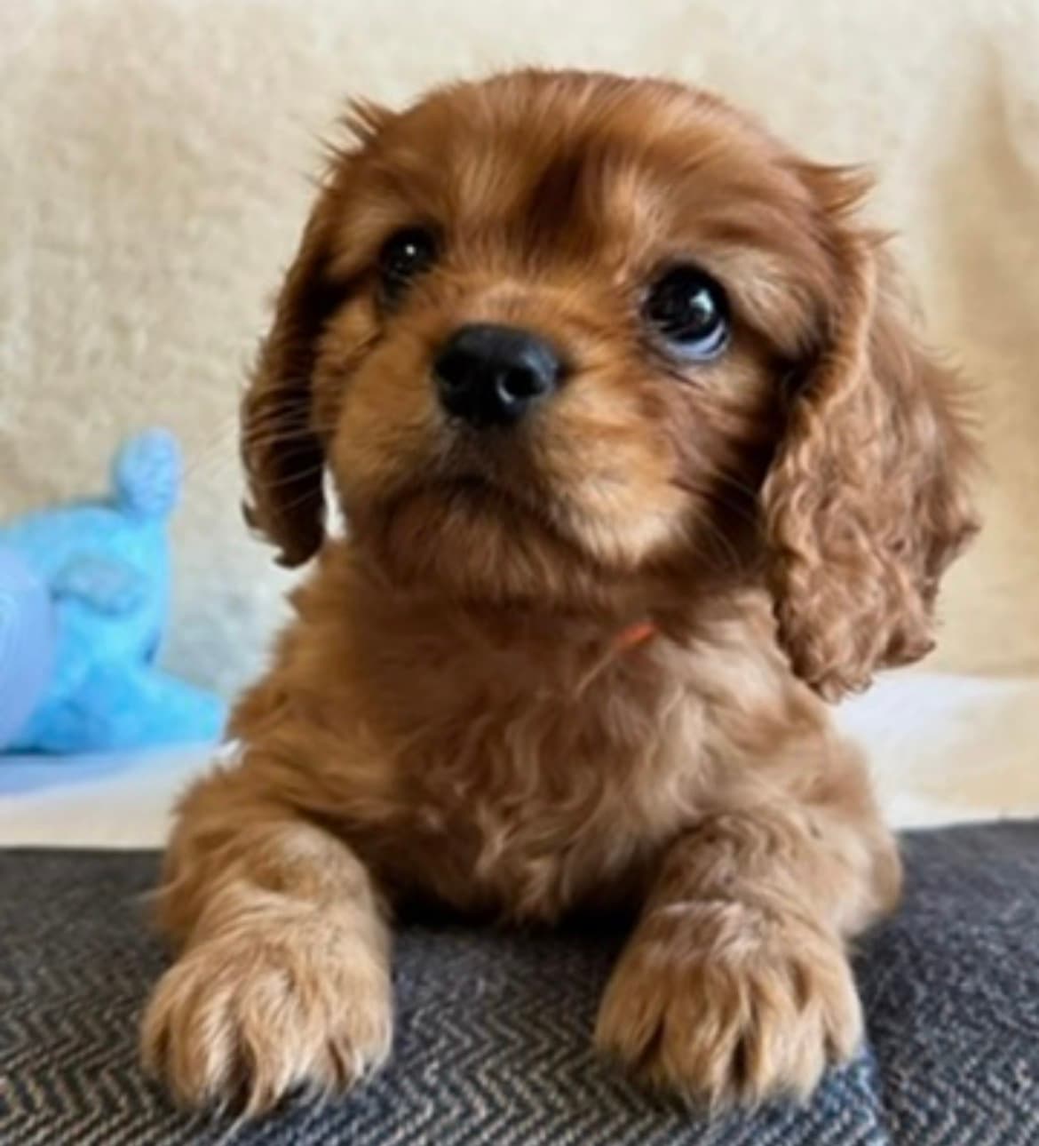 Luna , a Ruby Cavalier King Charles Spaniel