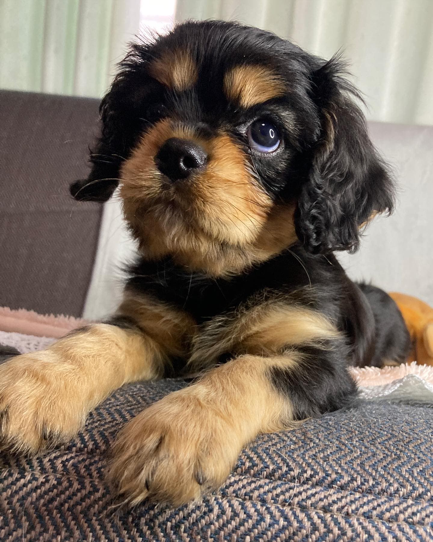Teddy, a Black & Tan Cavalier King Charles Spaniel