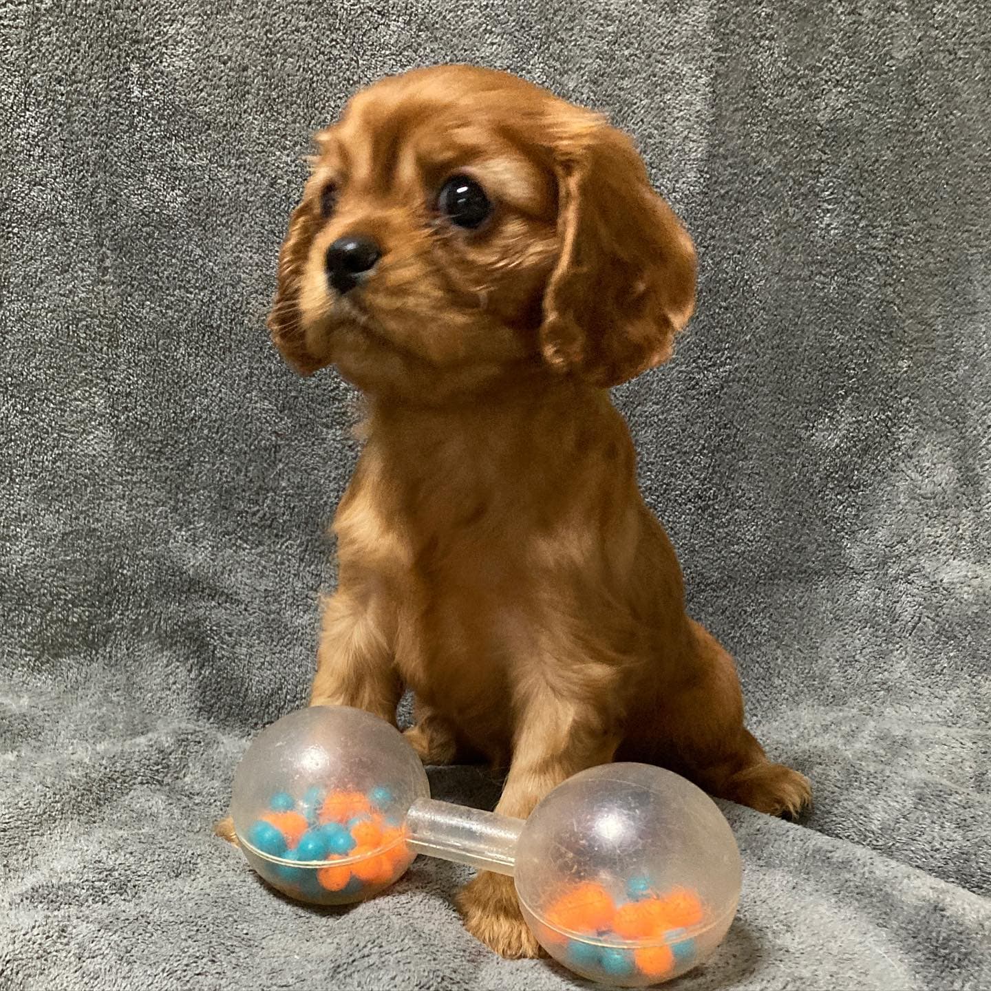 Bentley , a Ruby Cavalier King Charles Spaniel