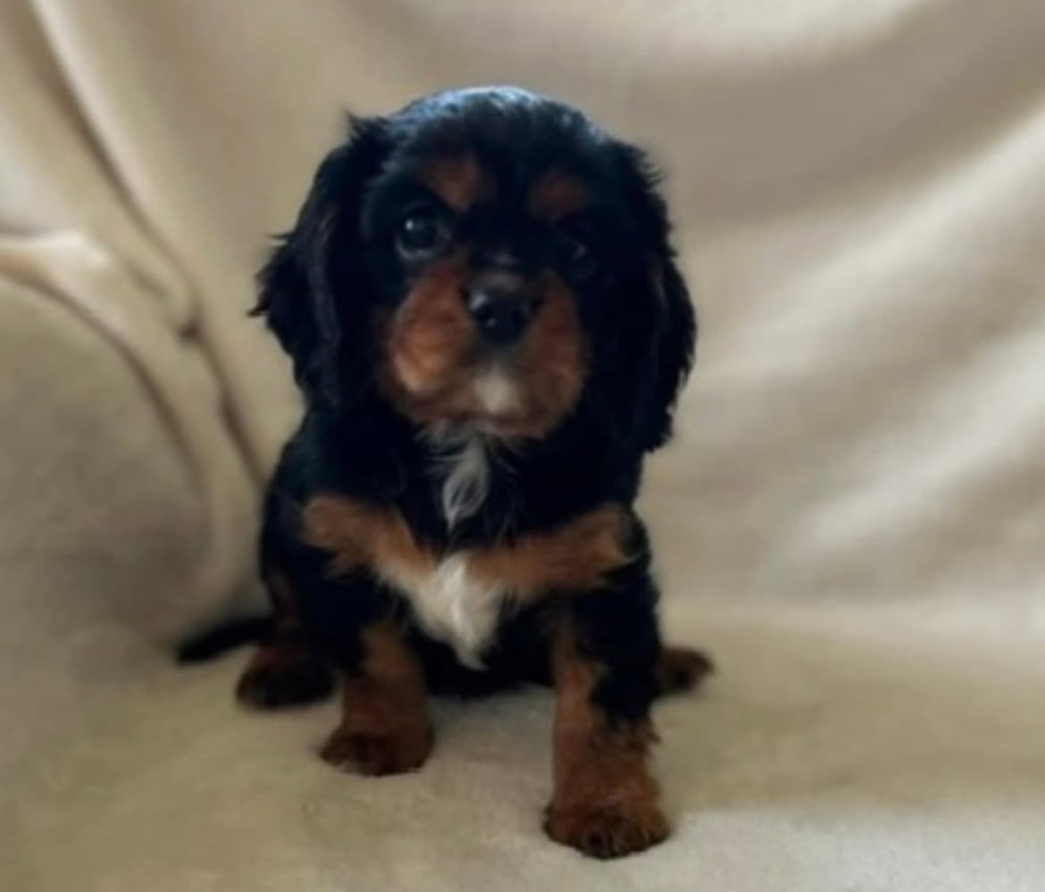 Stella , a Black & Tan Cavalier King Charles Spaniel