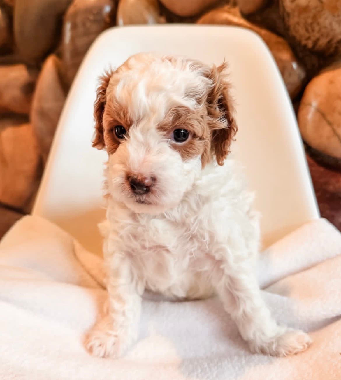 Siwash, a Apricot Cavapoo
