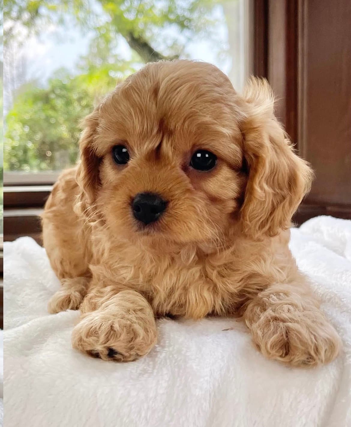 Liza, a Apricot Cavapoo